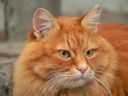3d обои Толстый, рыжий кот  кошки