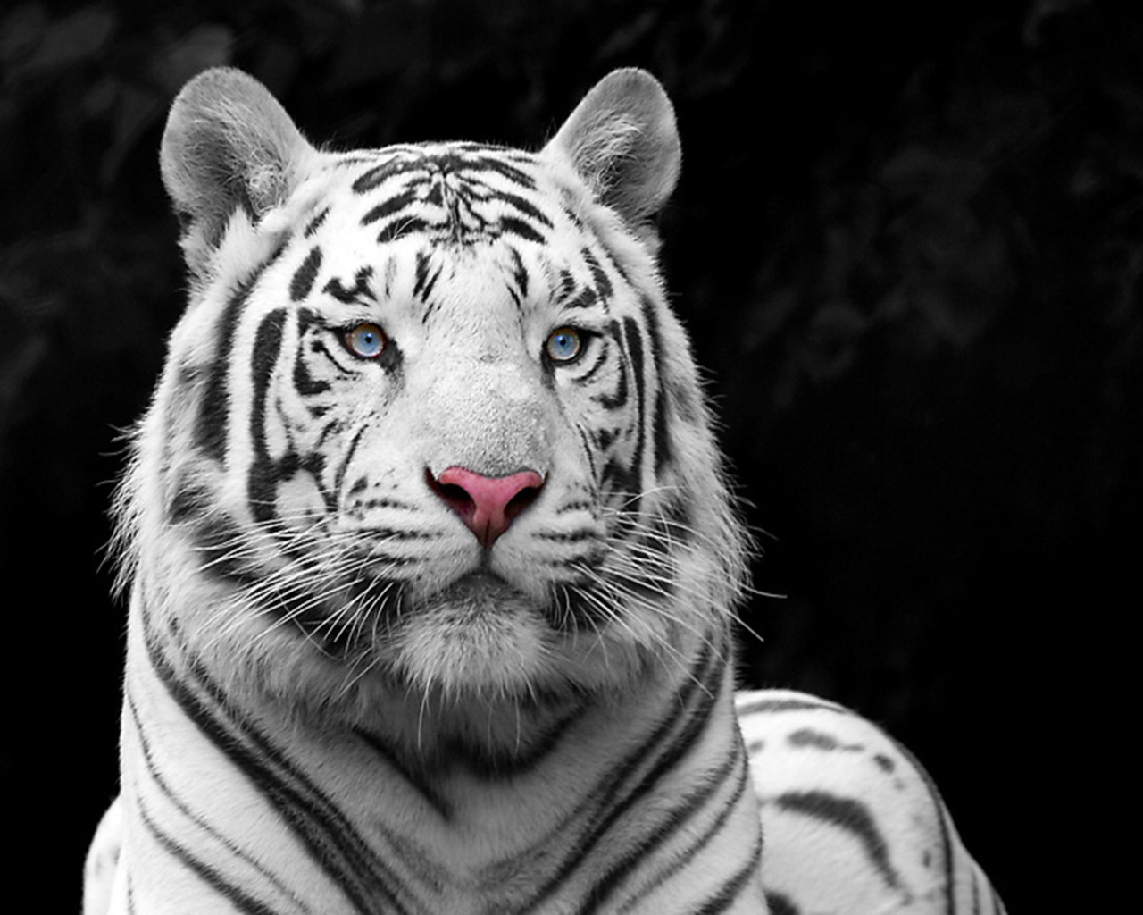3d обои Белый тигр внимательно смотрит  тигры # 83264