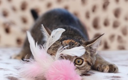 3d обои Кошка играет с розовыми перьями  кошки