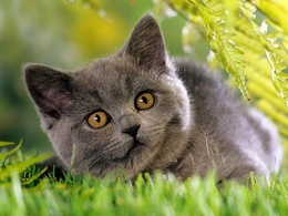 3d обои Британский пепельный кот в траве  кошки