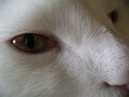3d обои Глаза белого кота  макро