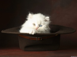 3d обои Котёнок в шляпе с разноцветными глазами  кошки