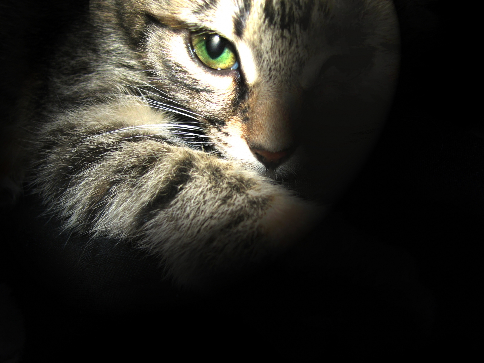 3d обои Кот с зелёными глазами в темноте  глаза # 23697