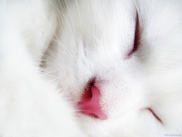 3d обои Спящий белый кот  макро