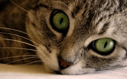 3d обои Кот с большими глазами  макро