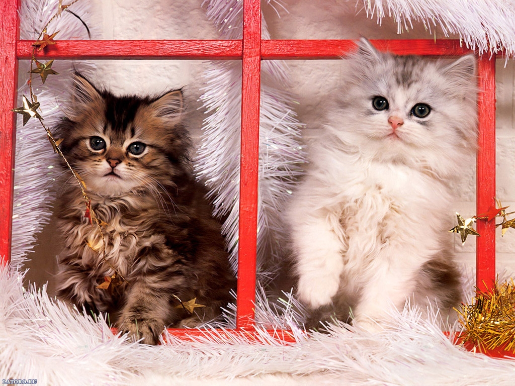 3d обои Котята на Новый Год  кошки # 45968