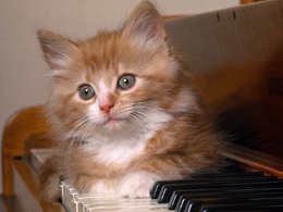 3d обои Котик на рояле  музыка