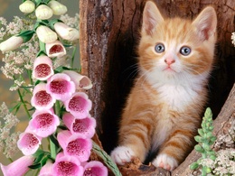 3d обои Котик сидит в дереве возле розовых колокольчиков  кошки