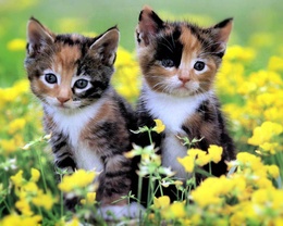 3d обои Два котёнка на цветочной поляне  позитив