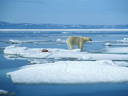 3d обои Белый медведь дрейфует на льдине  горы