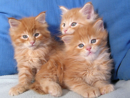 3d обои Три симпатичных рыжих котёнка  кошки