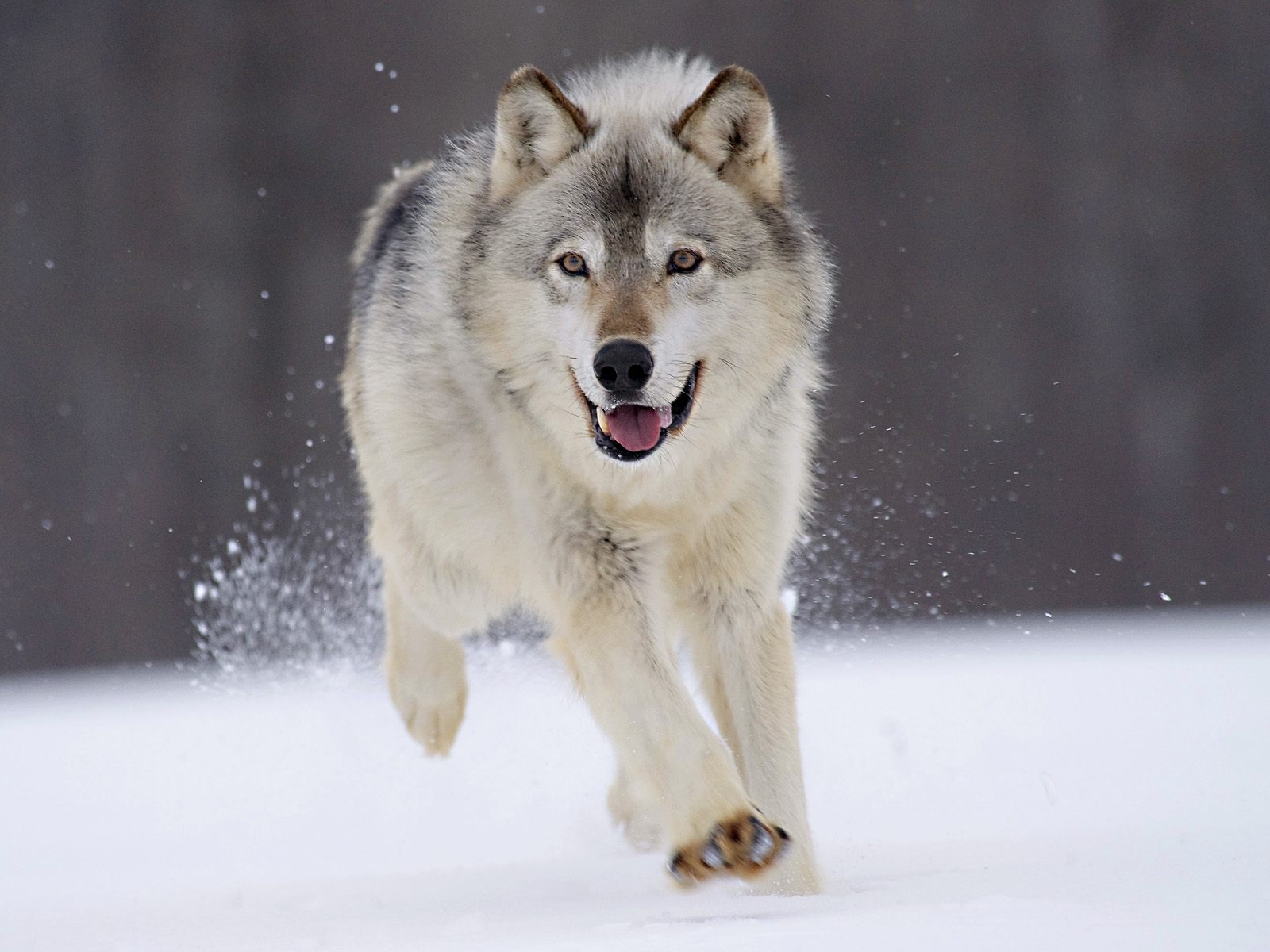 3d обои Волк бежит по снегу  снег # 80663