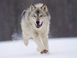 3d обои Волк бежит по снегу  снег