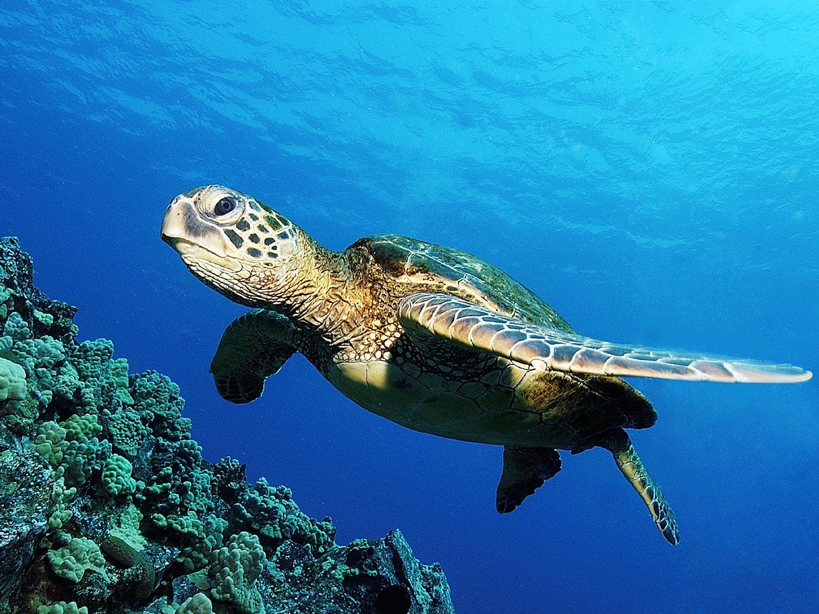 3d обои Морская черепаха в своей стихии  подводные # 68421