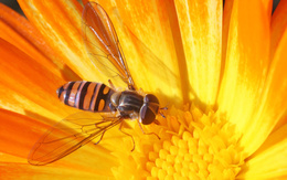 3d обои Пчела за сбором нектара  макро