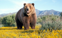 3d обои Красавец бурый медведь на цветочной поляне на фоне гор  цветы