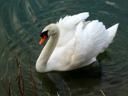 3d обои Лебедь плывёт по озеру  птицы