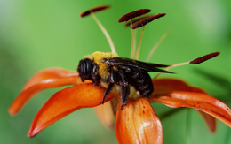 3d обои Пчела собирает нектар с красивого цветка  макро