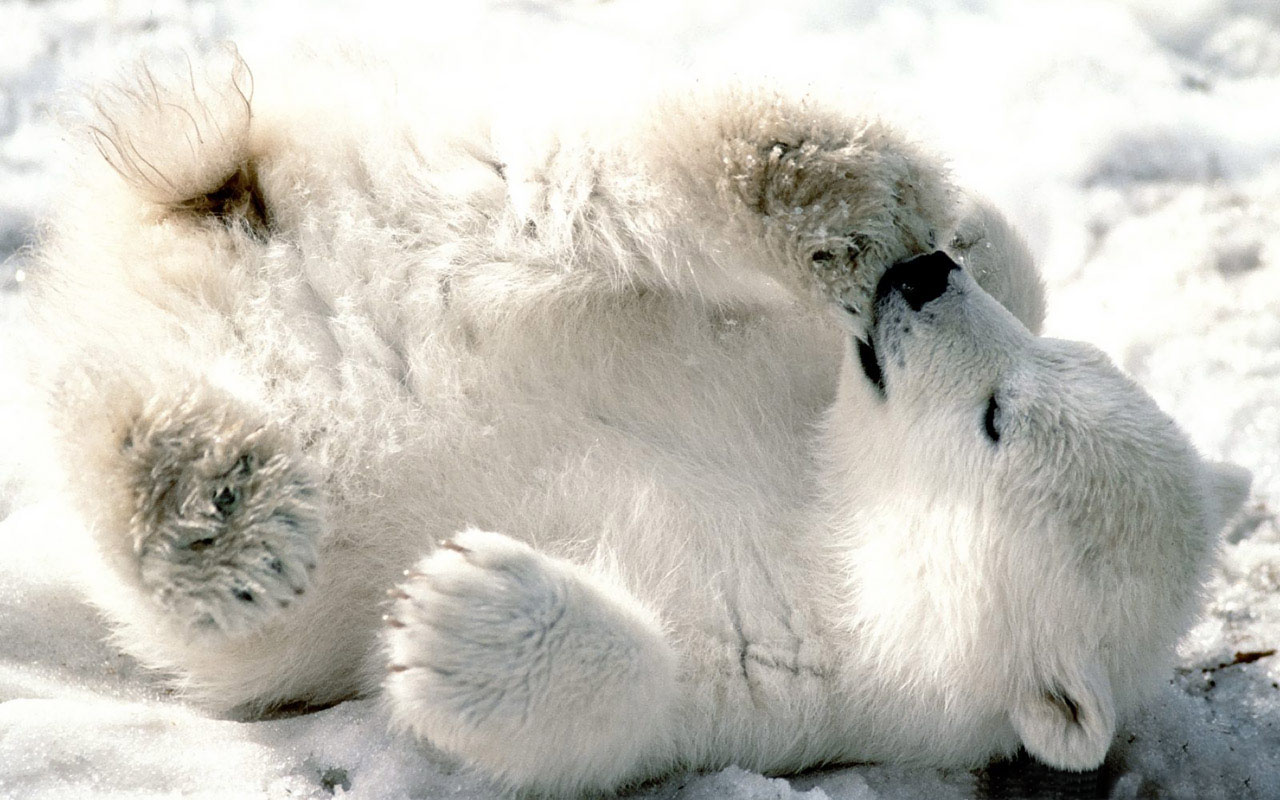 3d обои Белый медвежонок лежит на спине и сосёт лапу  снег # 80662