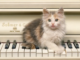 3d обои Котёнок пристроился на клавишах пианино  кошки