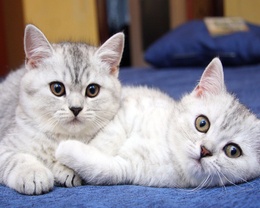3d обои Два симпатичных серых котёнка  кошки