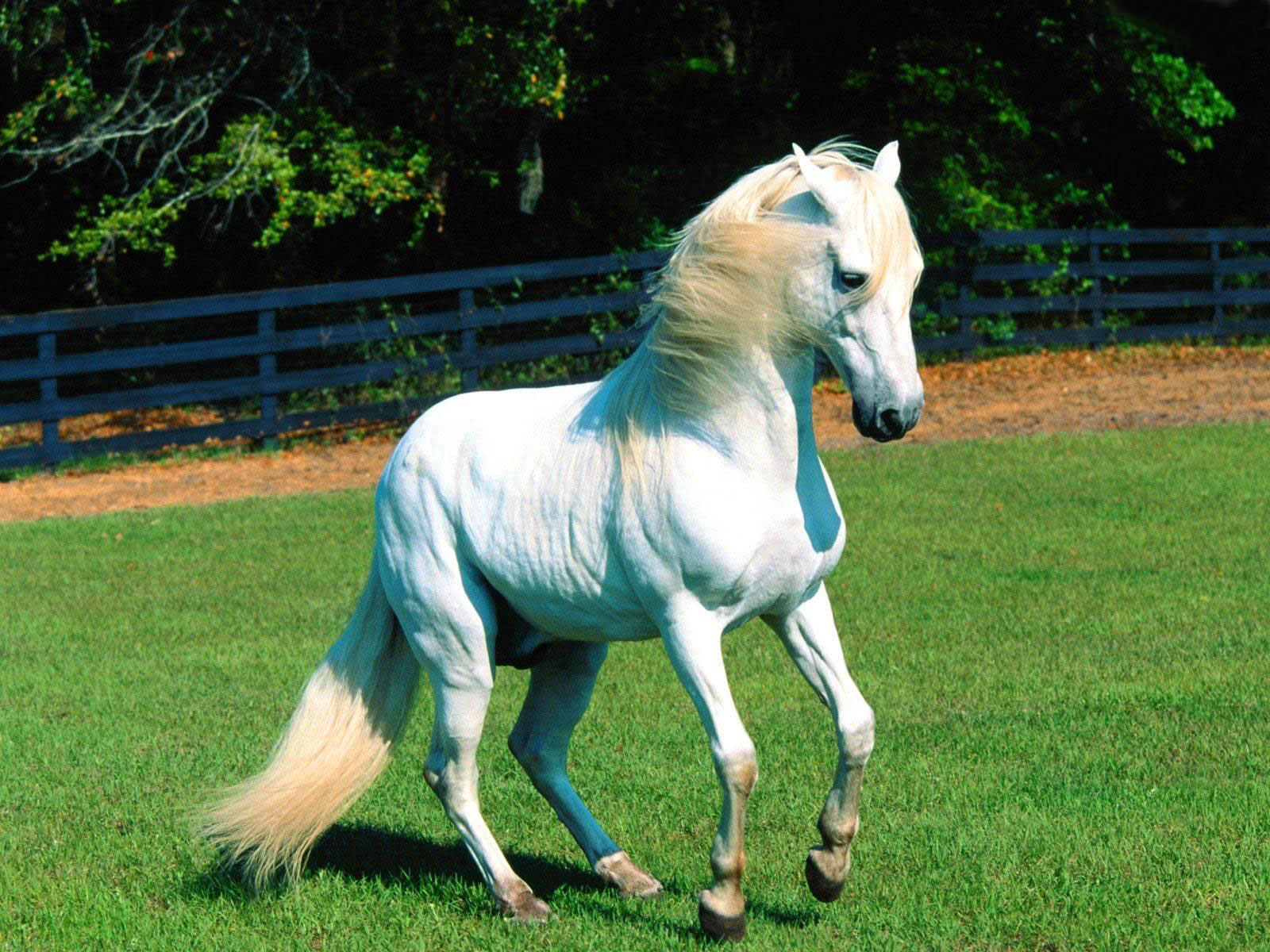 3d обои Лошадь белой масти на прогулке  лошади # 51290
