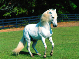 3d обои Лошадь белой масти на прогулке  лошади