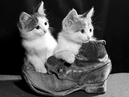 3d обои Два котенка и старый ботинок  кошки