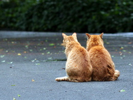 3d обои Два рыжих кота  листья