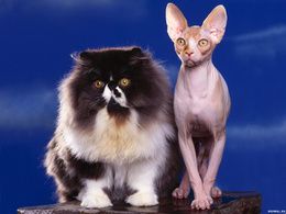 3d обои Толстый и тонкий, лысый и пушистый  кошки