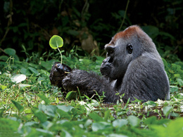 3d обои Горилла сидит в болотце и разглядывает листочек  обезьяны