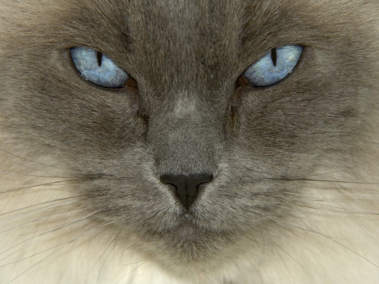 3d обои Серый кот с голубыми глазами  глаза # 23696
