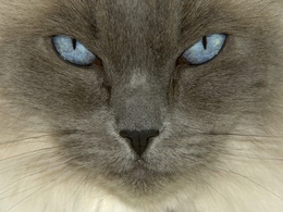 3d обои Серый кот с голубыми глазами  макро