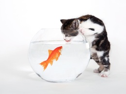 3d обои Кошка и золотая рыбка  рыбы