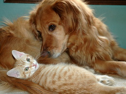 3d обои Мир и лад между кошкой и собакой  кошки
