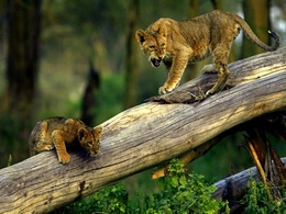 3d обои Львица учит малыши лазить по деревьям  львы