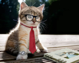 3d обои Кошка в очках, галстуке и при часах смотрит альбом с фотографиями  кошки