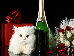 3d обои Праздничный набор - подарок, белый котёнок, шампанское, букет цветов  кошки