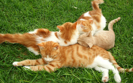 3d обои Рыжие кошки отдыхают на травке, лёжа вповалку друг на друге  кошки