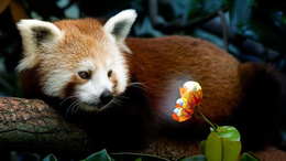 3d обои Красная панда смотрит на красивый тюльпан лежа на бревне  цветы