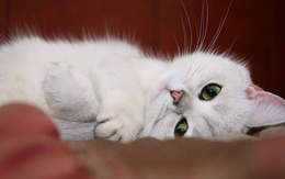 3d обои Белый котёнок с зелёными глазами  кошки