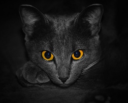 3d обои Пристальный взгляд Русской голубой кошки  кошки