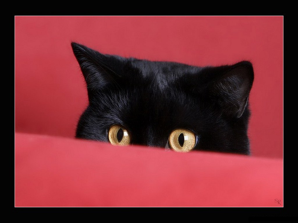 3d обои Ярко жёлтые глаза у чёрного кота  глаза # 23694