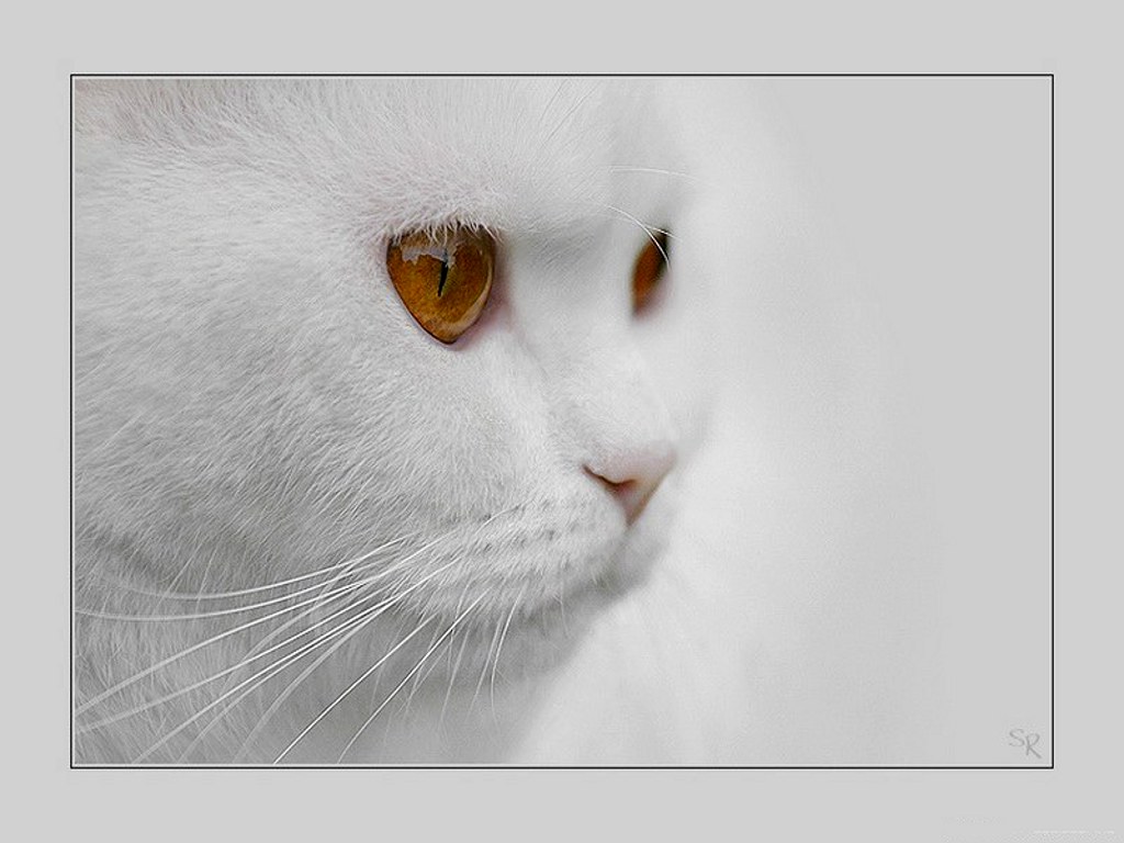 3d обои Белый кот с оранжевыми глазами  1024х768 # 57