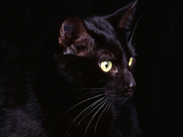 3d обои Чёрный кот  кошки