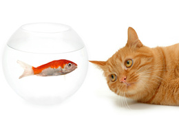 3d обои Кот и рыбка  рыбы