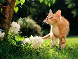 3d обои Котёнок в саду  цветы