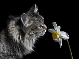 3d обои Кошка нюхает красивый цветок  кошки
