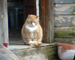 3d обои Очень полный рыжий кот сидит на пороге деревянного дома  дома