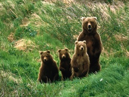 3d обои Медведица и трое медвежат  позитив